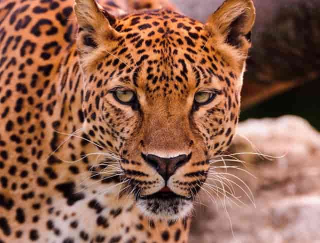 中国奥运会最好的节目