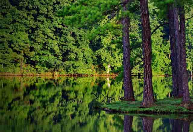 袖虎病猫攻略：猫的多囊肾是什么