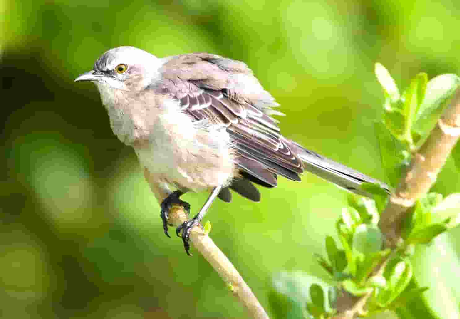 罗纹期货行情(尿素价格行情最新价格)