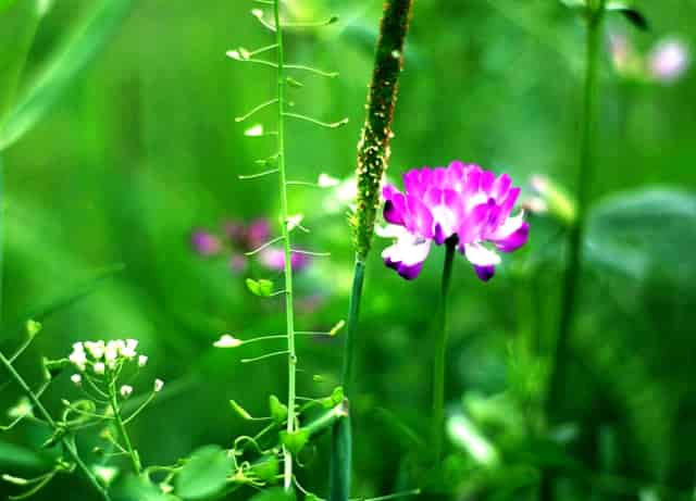 袖虎病猫攻略：人吃的药能喂猫吗？