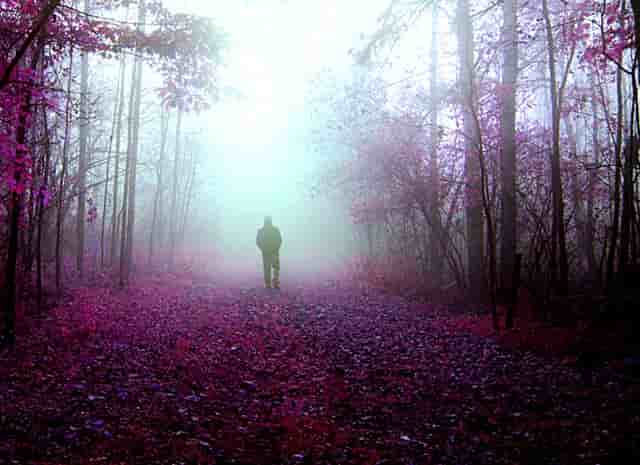 “鄂尔多斯红葱”正逐步走向产业化