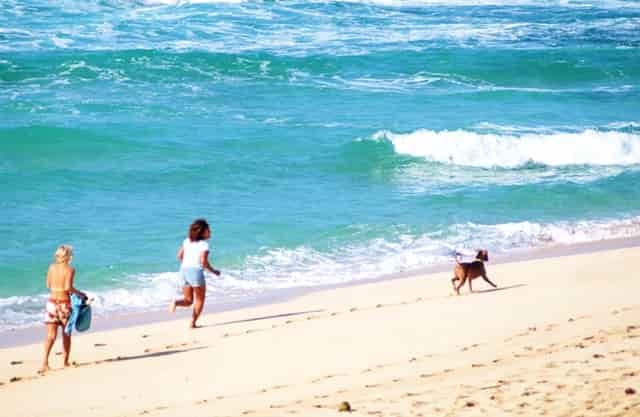 袖虎病狗攻略：狗怎么会瘸？