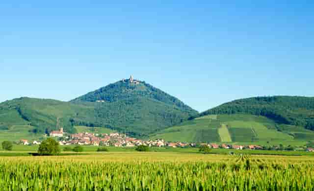 袖虎病猫攻略：猫咪指甲崩飞了怎么办