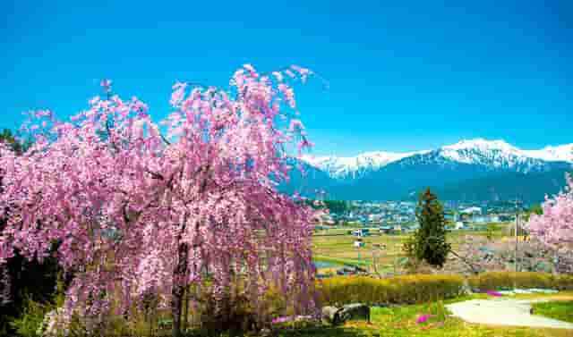 比亚迪上半年新车销量首进全球前十